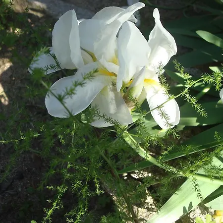Bed & Breakfast Gallura *