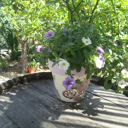 Bed & Breakfast Gallura *